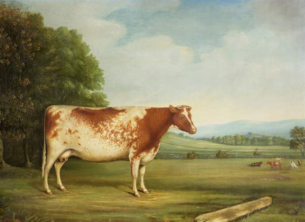 Detail of A Prize Shorthorn Cow in a Landscape by English School