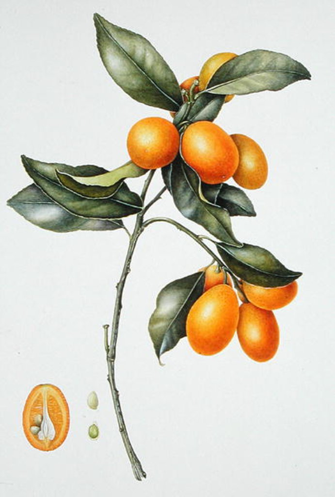 Detail of Kumquat, 1996 by Margaret Ann Eden