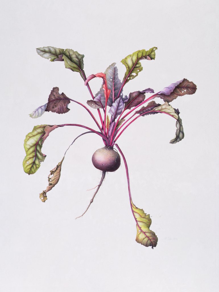 Detail of Beetroot, 1995 by Margaret Ann Eden