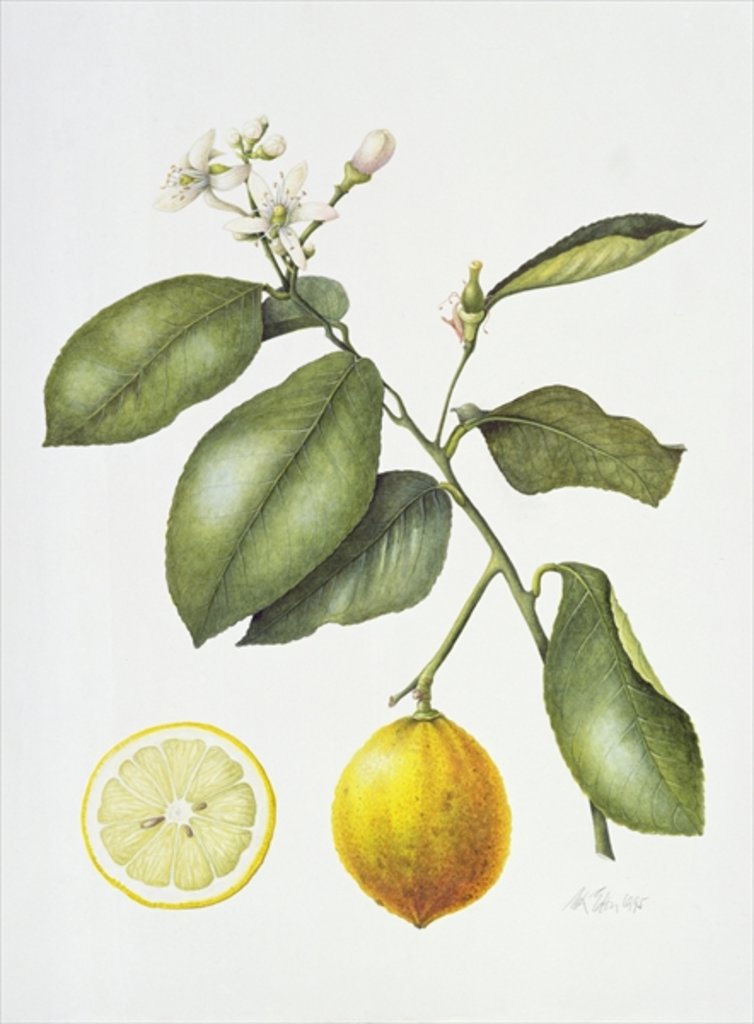 Detail of Citrus Bergamot, 1995 by Margaret Ann Eden