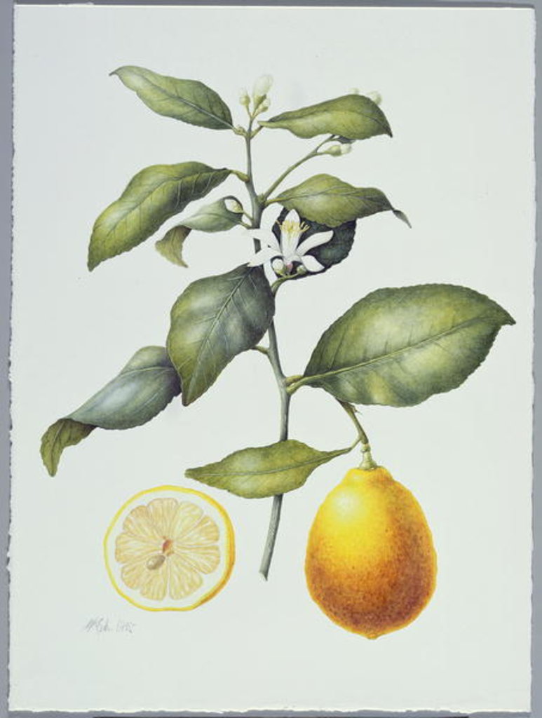 Detail of Citrus Limon, 1995 by Margaret Ann Eden