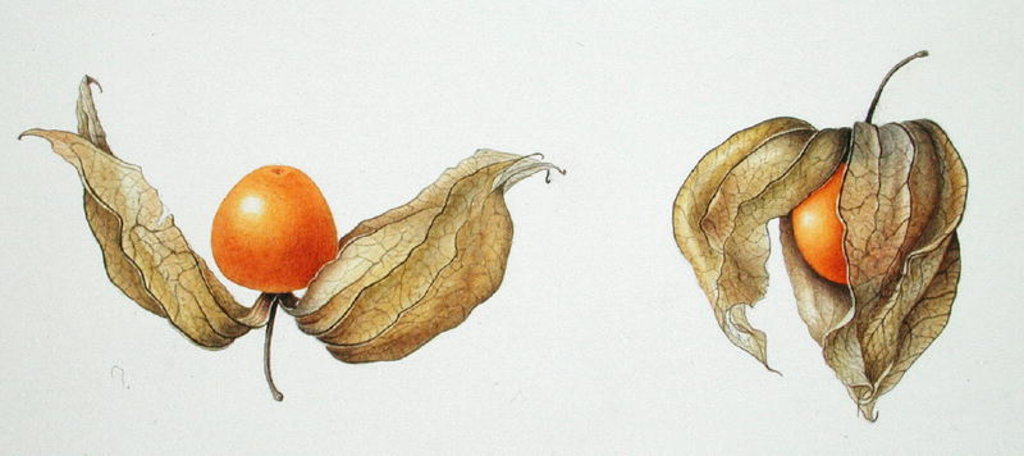 Detail of Cape Gooseberries 1996 by Margaret Ann Eden