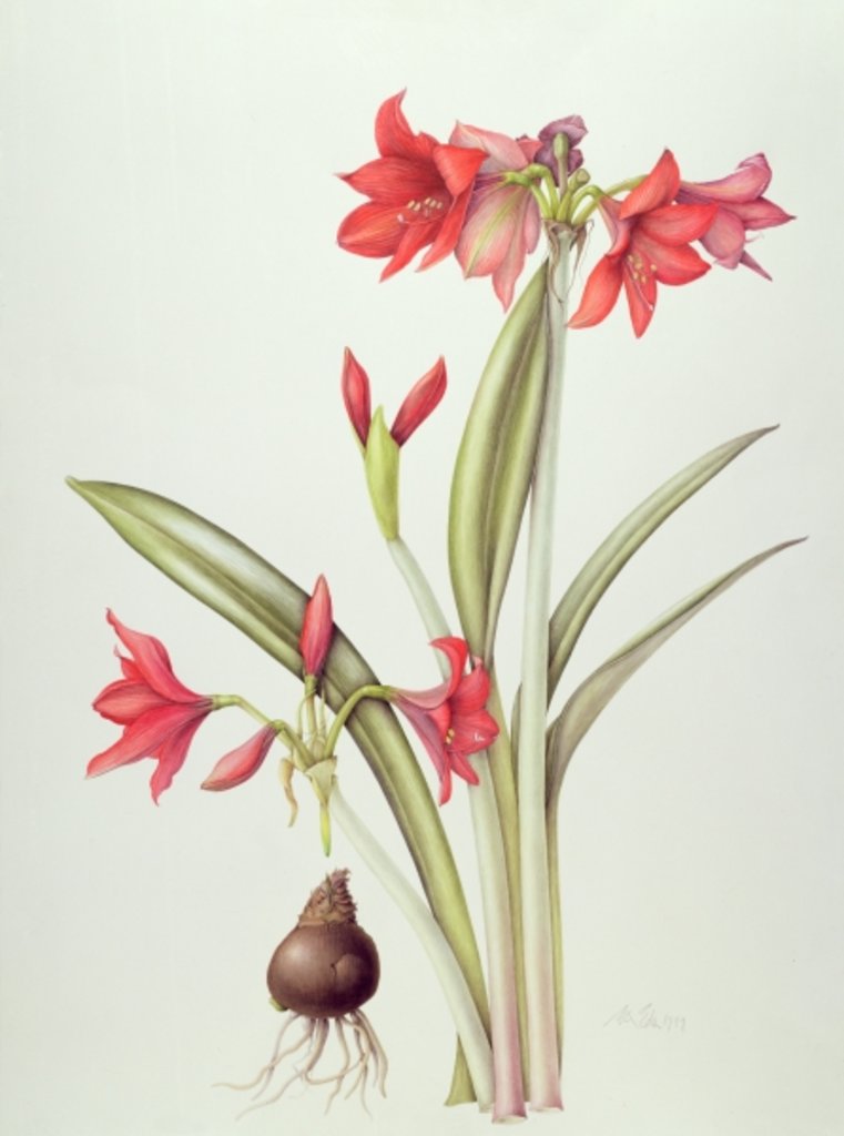 Detail of Hippeastrum 'Pamela', 1999 by Margaret Ann Eden