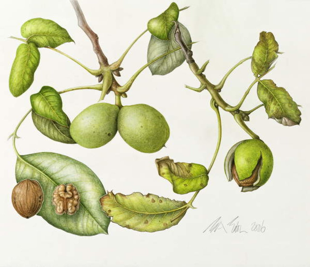 Detail of Walnut, 2006 by Margaret Ann Eden