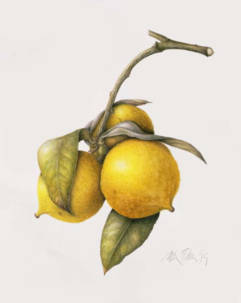 Detail of Citrus Bergamot, 1999 by Margaret Ann Eden