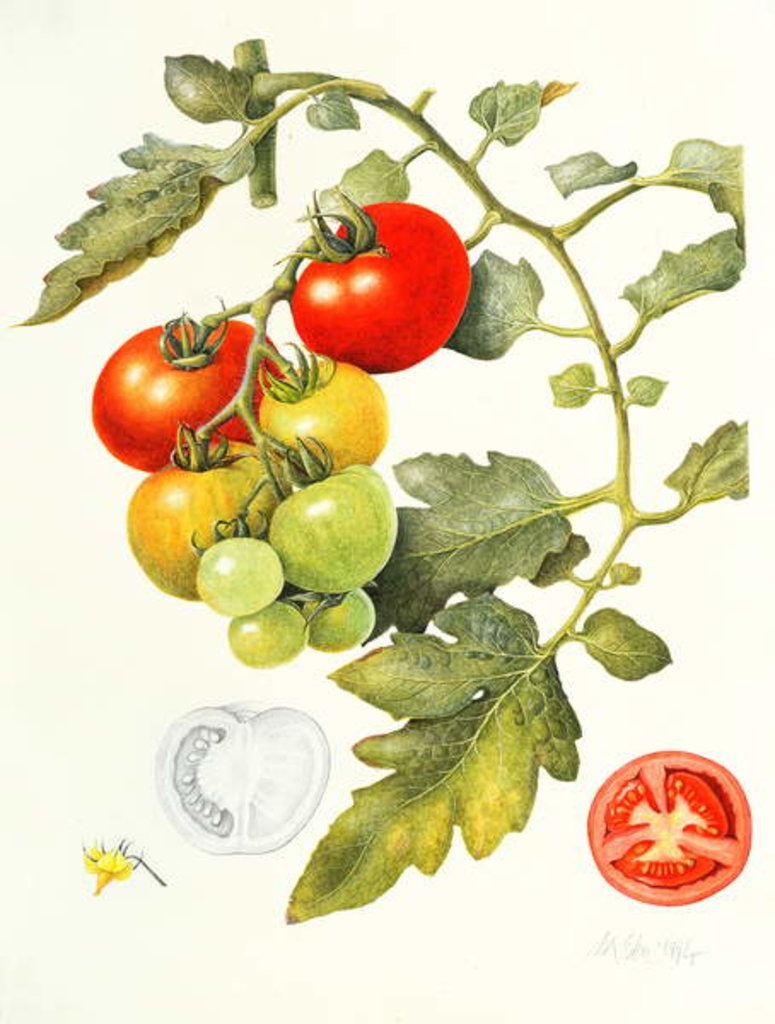 Detail of Tomatoes, 1994 by Margaret Ann Eden