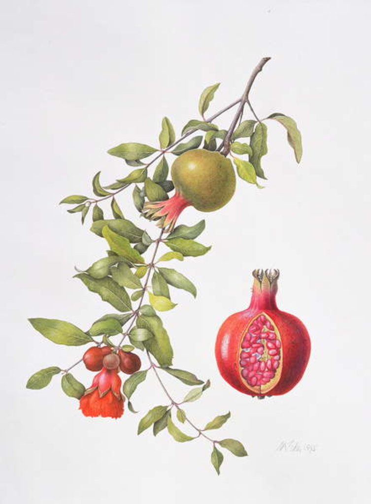 Detail of Pomegranate, 1995 by Margaret Ann Eden