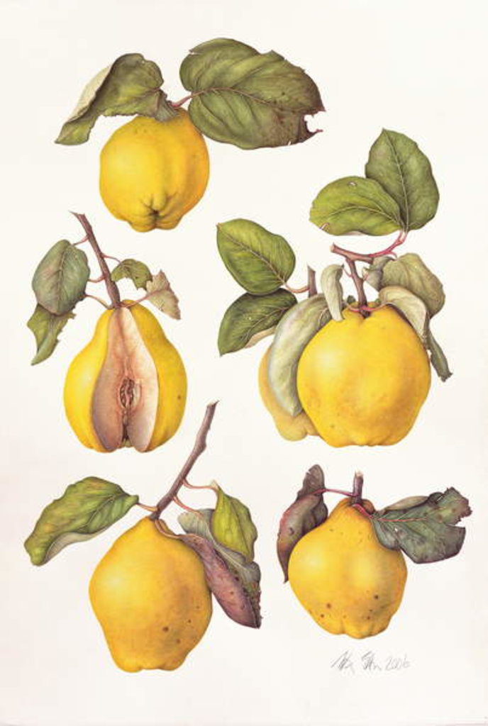 Detail of Quinces, 2006 by Margaret Ann Eden