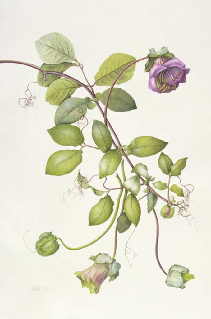 Detail of Cobea Scandens, 1995 by Margaret Ann Eden