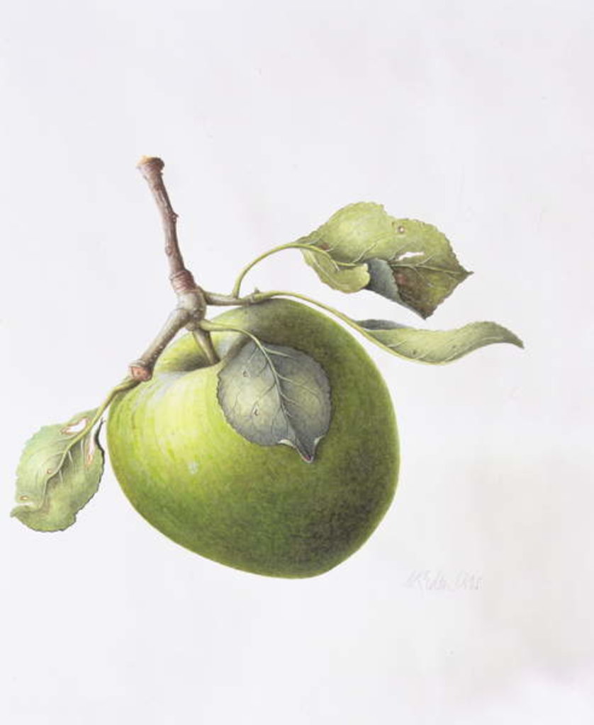 Detail of Bramley Apple, 1995 by Margaret Ann Eden