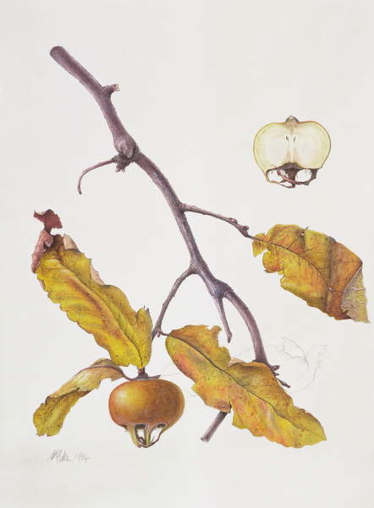 Detail of Medlar, 1995 by Margaret Ann Eden