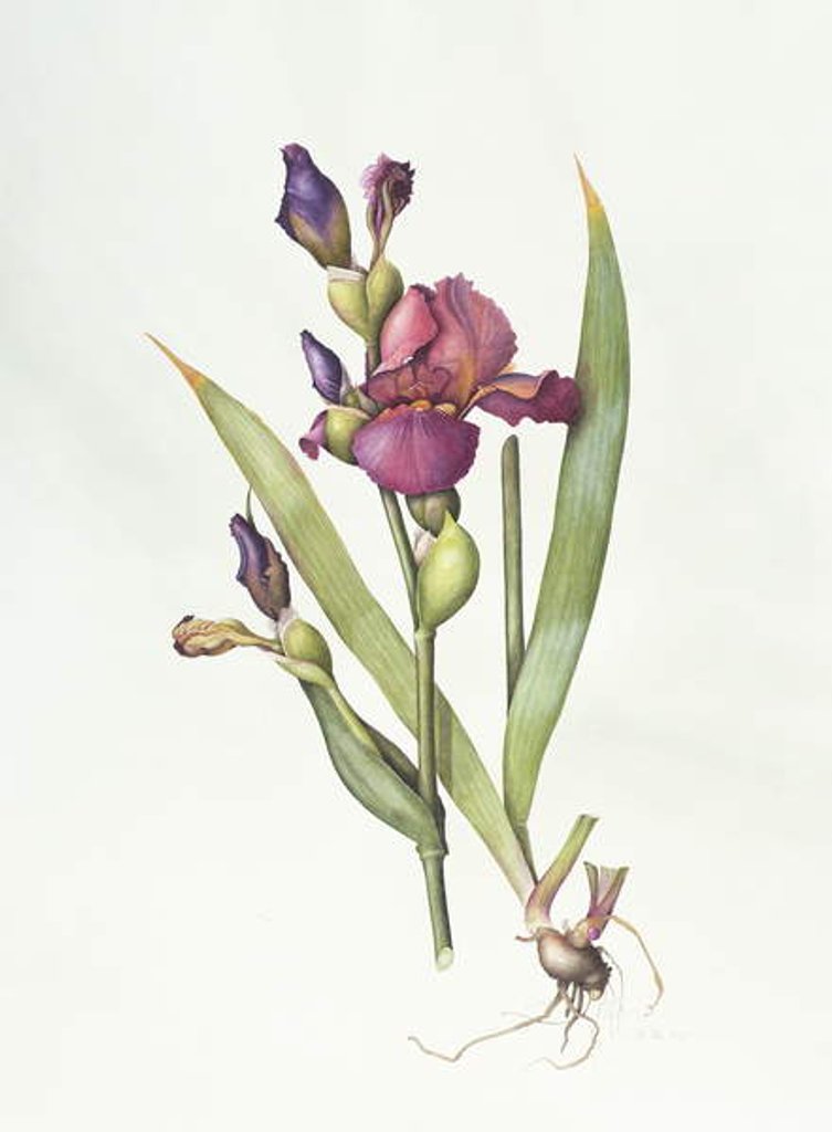 Detail of Iris by Margaret Ann Eden