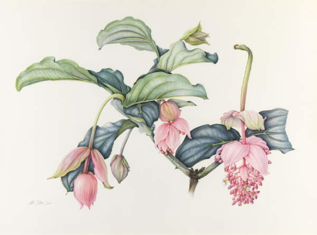 Detail of Medinilla magnifica by Margaret Ann Eden