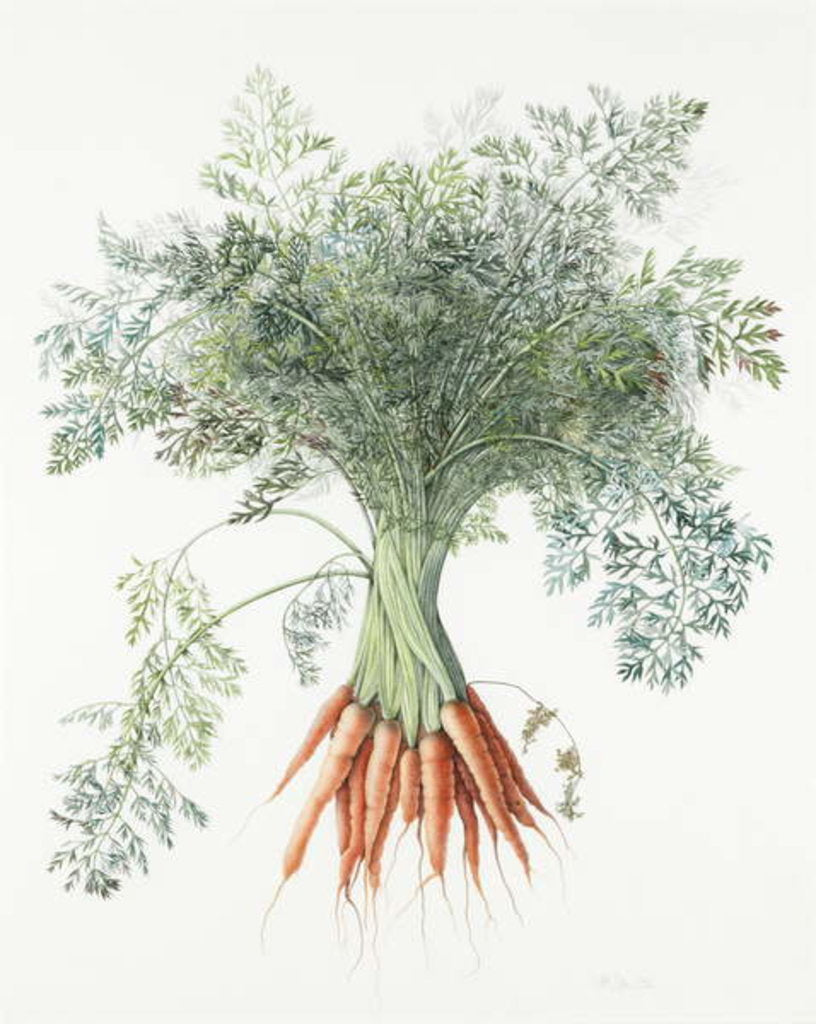 Detail of Carrots, 1995 by Margaret Ann Eden