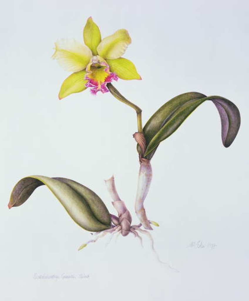 Detail of Brassolaeliocattleya Greenwich, Elmhurst by Margaret Ann Eden