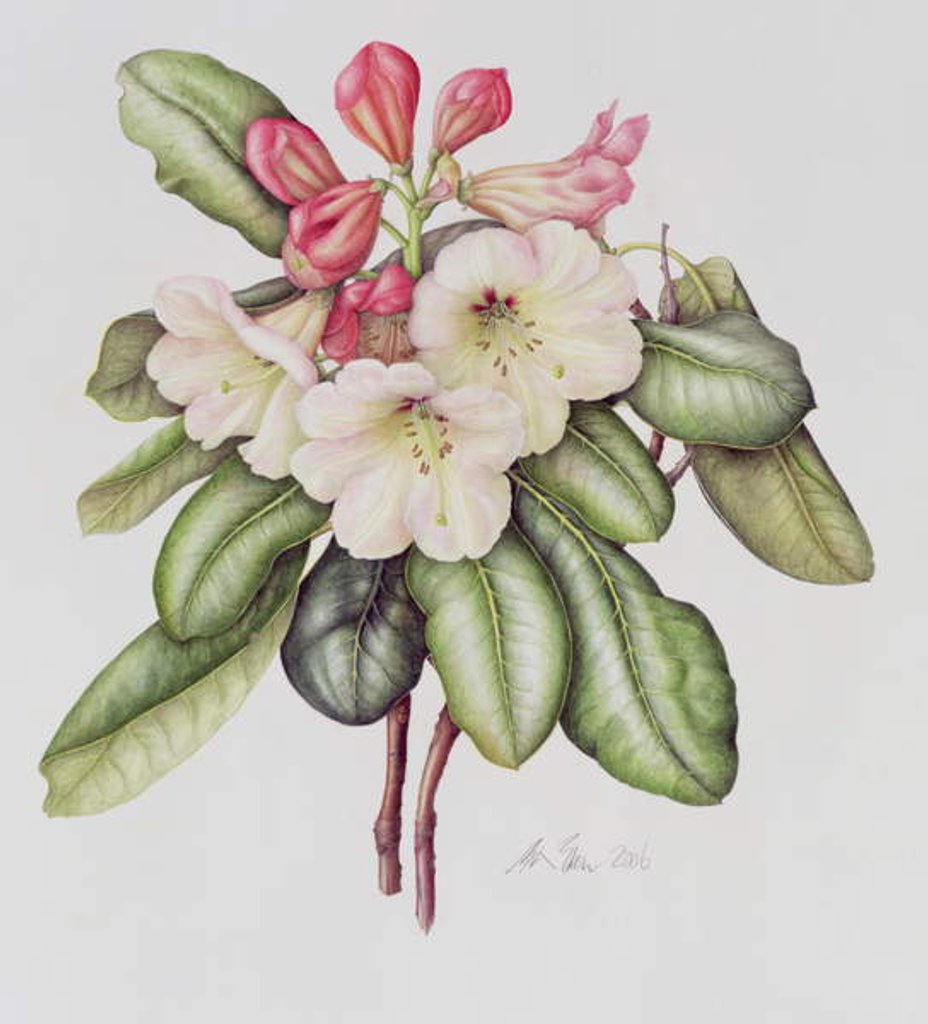 Detail of Rhododendron by Margaret Ann Eden
