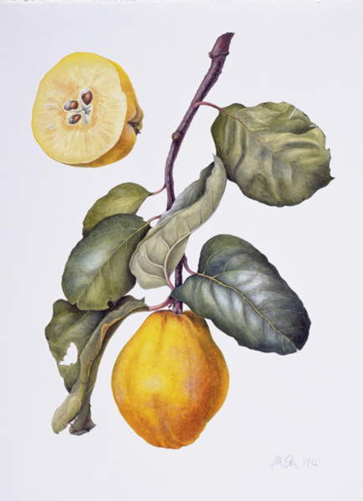 Detail of Quince by Margaret Ann Eden