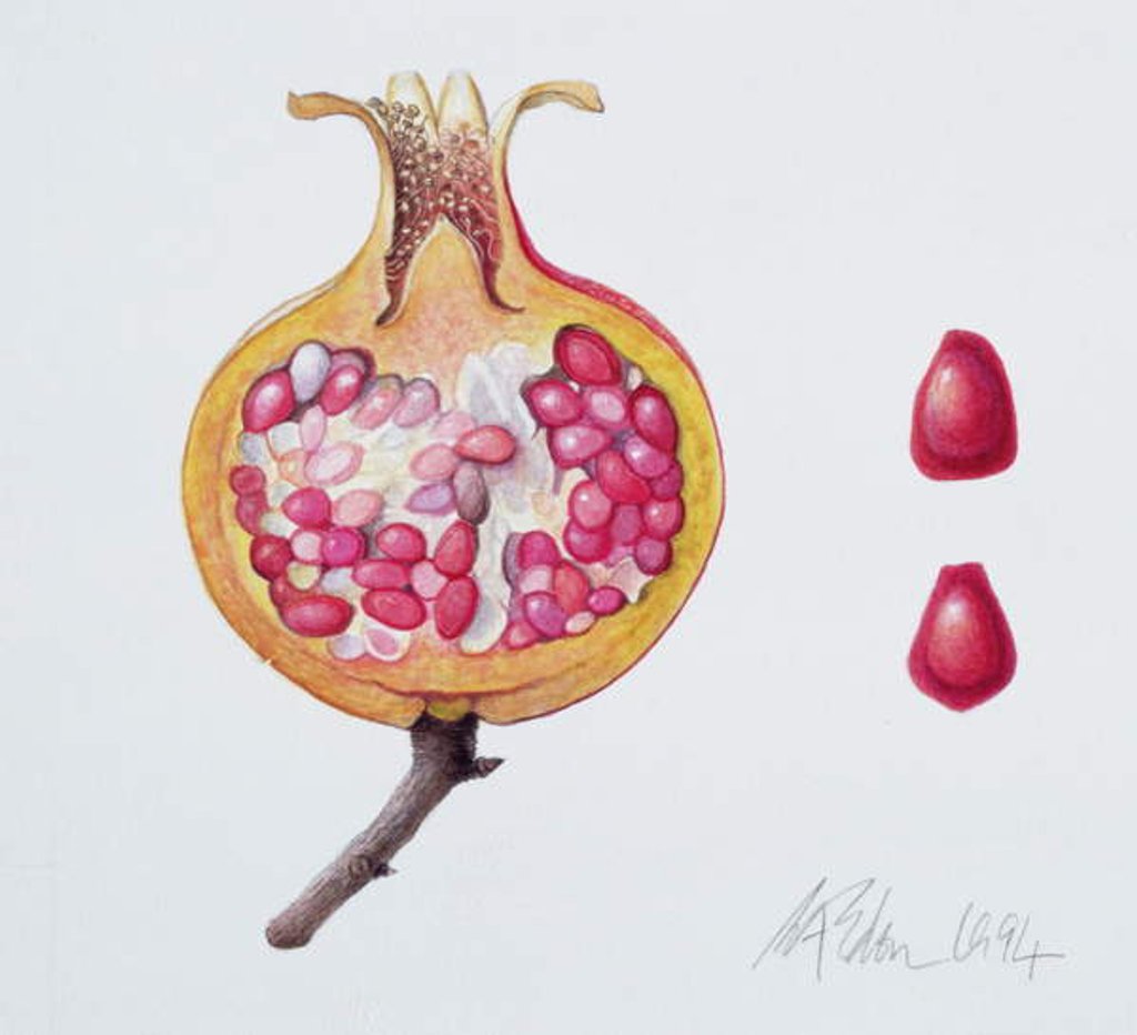 Detail of Cut Pomegranate by Margaret Ann Eden