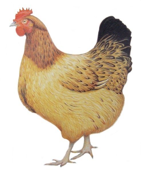 Detail of Chicken, 2012 by Eleanor Grafton