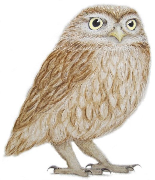 Detail of Little Owl, 2011 by Eleanor Grafton