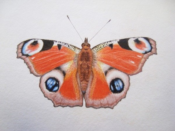 Detail of Peacock Butterfly, 2012 by Eleanor Grafton