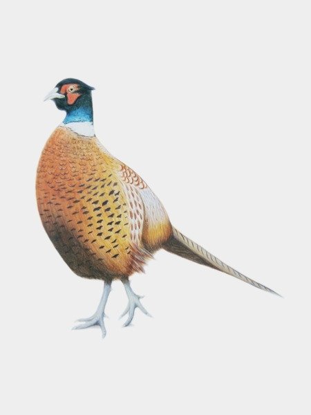 Detail of Pheasant, 2012 by Eleanor Grafton