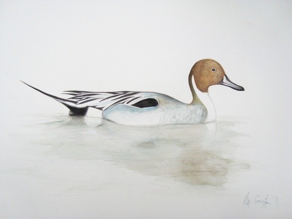 Detail of Pintail Duck, 2011 by Eleanor Grafton