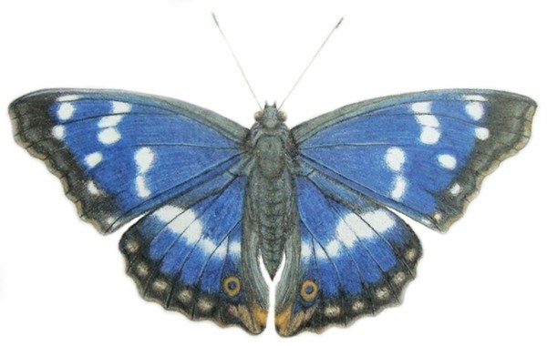 Detail of Purple Emperor, 2012 by Eleanor Grafton