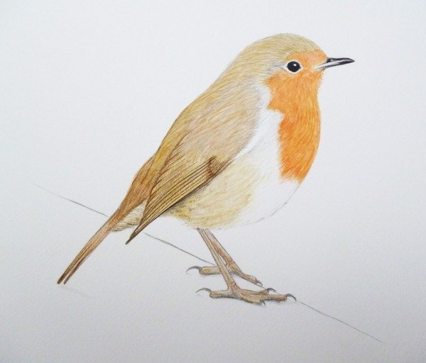 Detail of Robin, 2011 by Eleanor Grafton