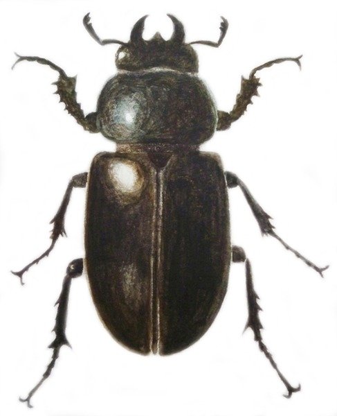 Detail of Stag Beetle, 2011 by Eleanor Grafton