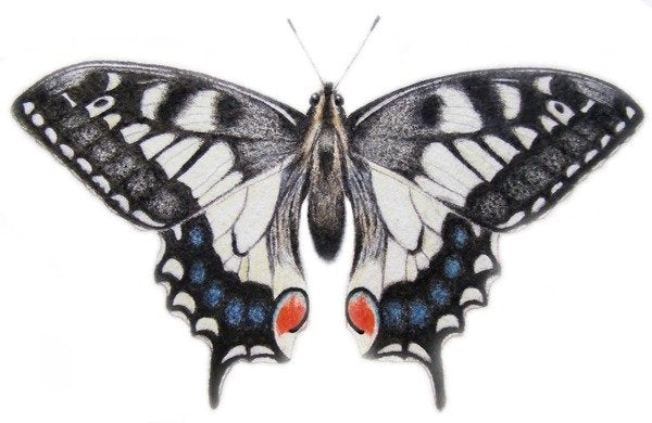 Detail of Swallowtail, 2012 by Eleanor Grafton