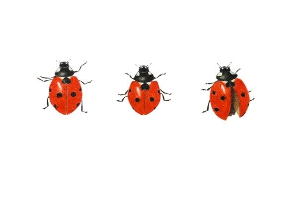 Detail of Three ladybirds, 2013 by Eleanor Grafton