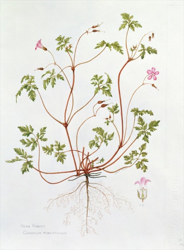 Detail of Herb Robert by Diana Everett