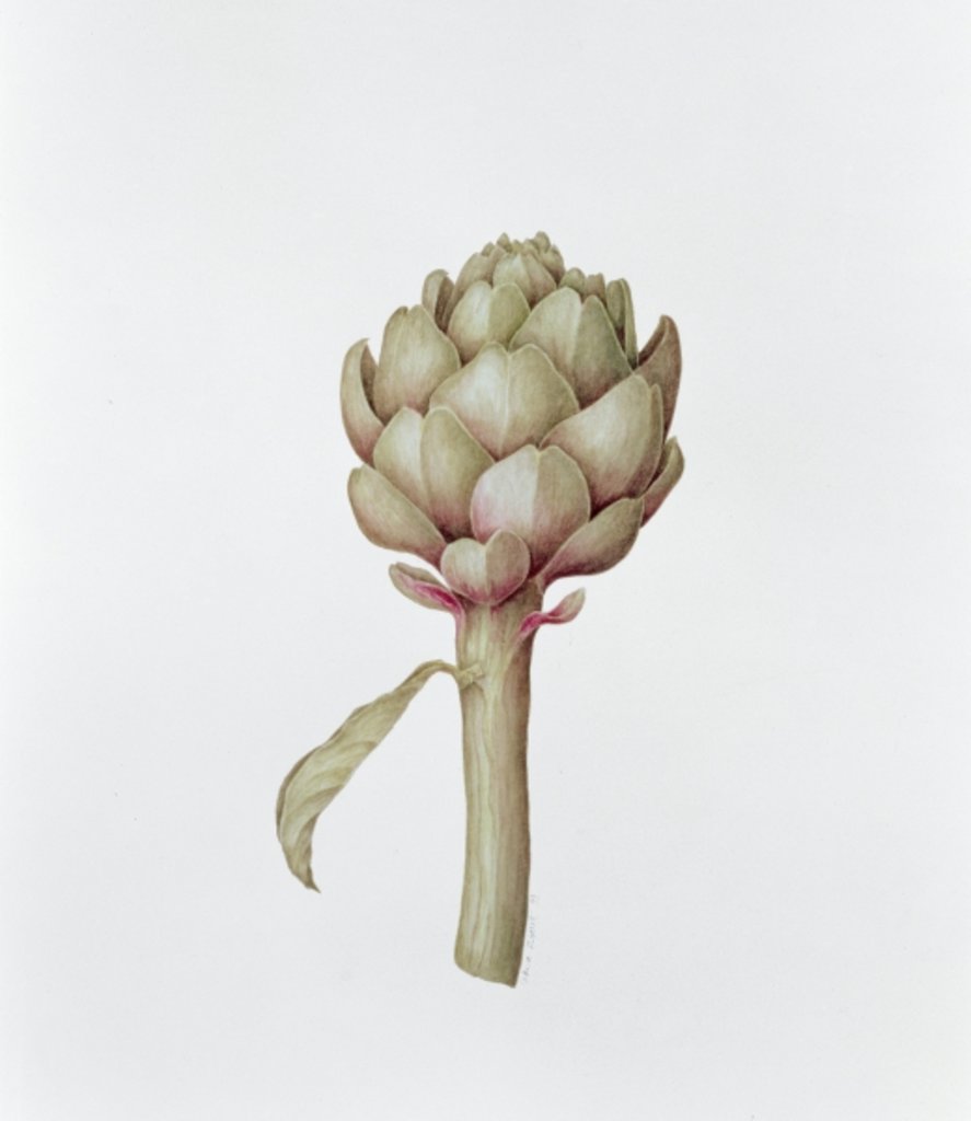 Detail of Artichoke, 1999 by Diana Everett