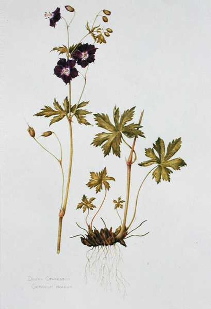 Detail of Dusky Cranesbill by Diana Everett