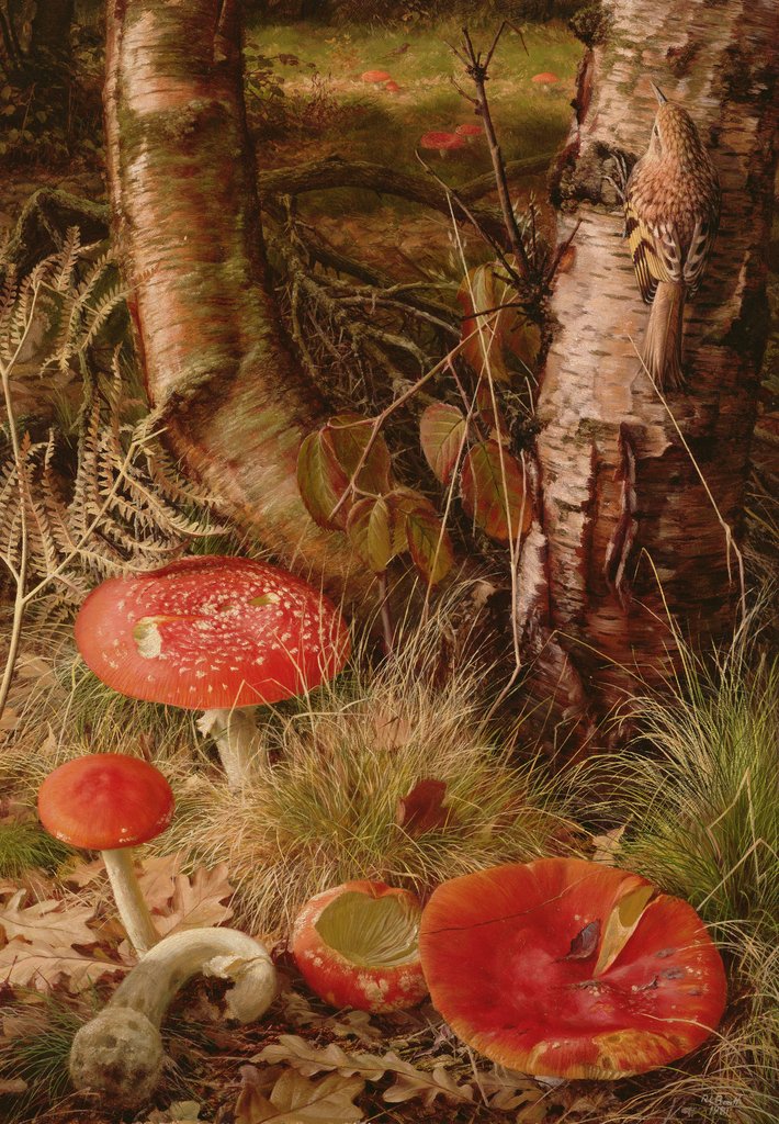 Detail of Fly Agarics, 1981 by Raymond Booth