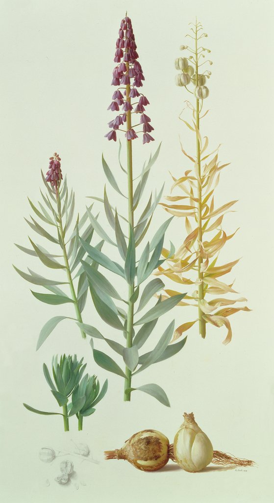 Detail of Fritillaria Persica, 1998 by Raymond Booth