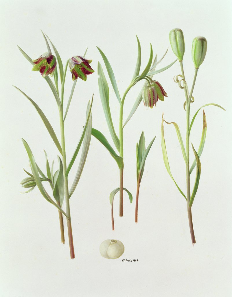 Detail of Fritillaria Kurdica, 1994 by Raymond Booth