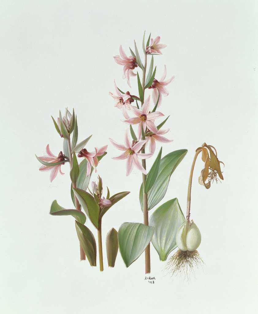 Detail of Fritillaria Stenanthera, 1993 by Raymond Booth