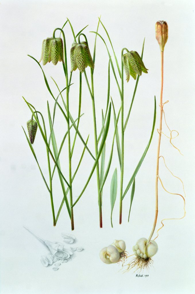 Detail of Fritillaria Whittallii, 1994 by Raymond Booth