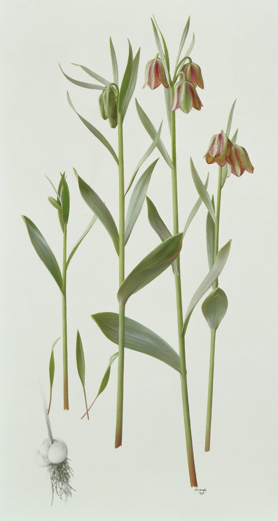 Detail of Fritillaria Hermonis Amana, 1993 by Raymond Booth