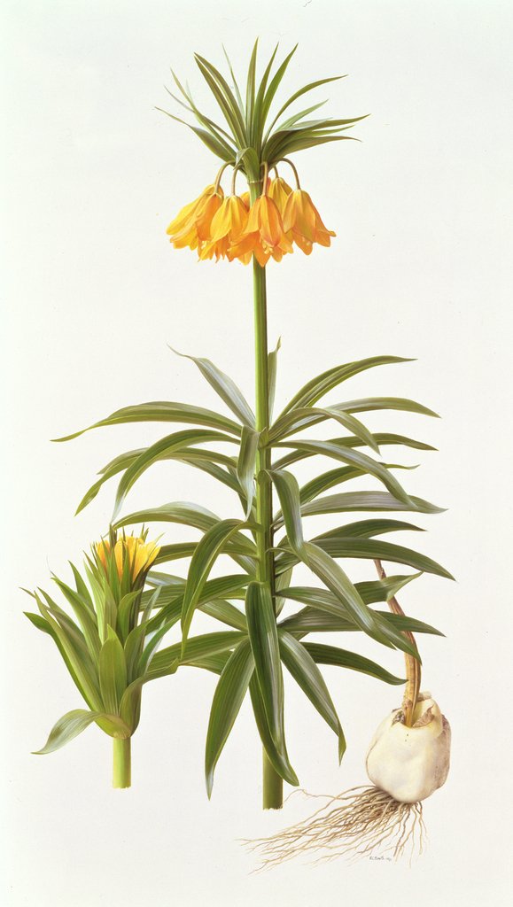 Detail of Fritillaria Eduardii, 1990 by Raymond Booth