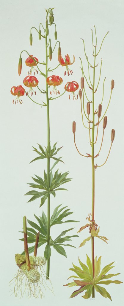 Detail of Lilium Pardalinum, 1990 by Raymond Booth