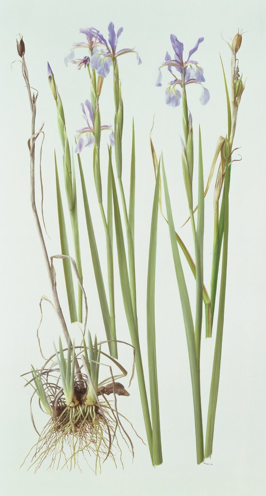 Detail of Iris Spuria, 1994 by Raymond Booth