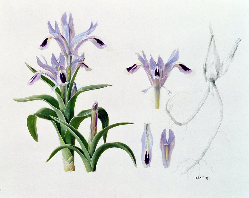Detail of Iris Kuschakewiczii, 1993 by Raymond Booth