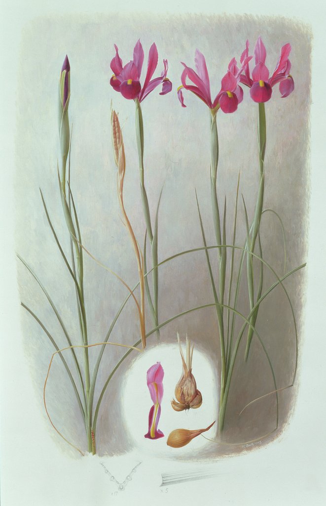 Detail of Iris Filifolia, 1993 by Raymond Booth