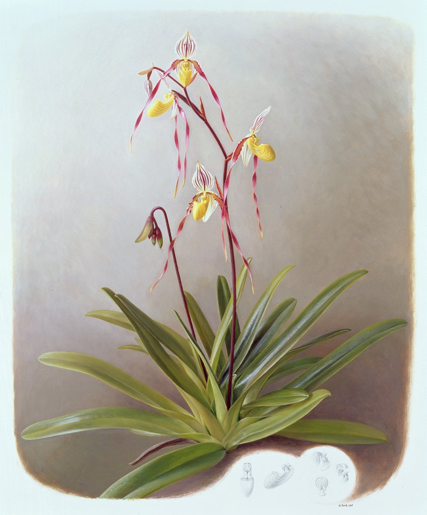 Detail of Paphiopedilum Philippinense, 1995 by Raymond Booth