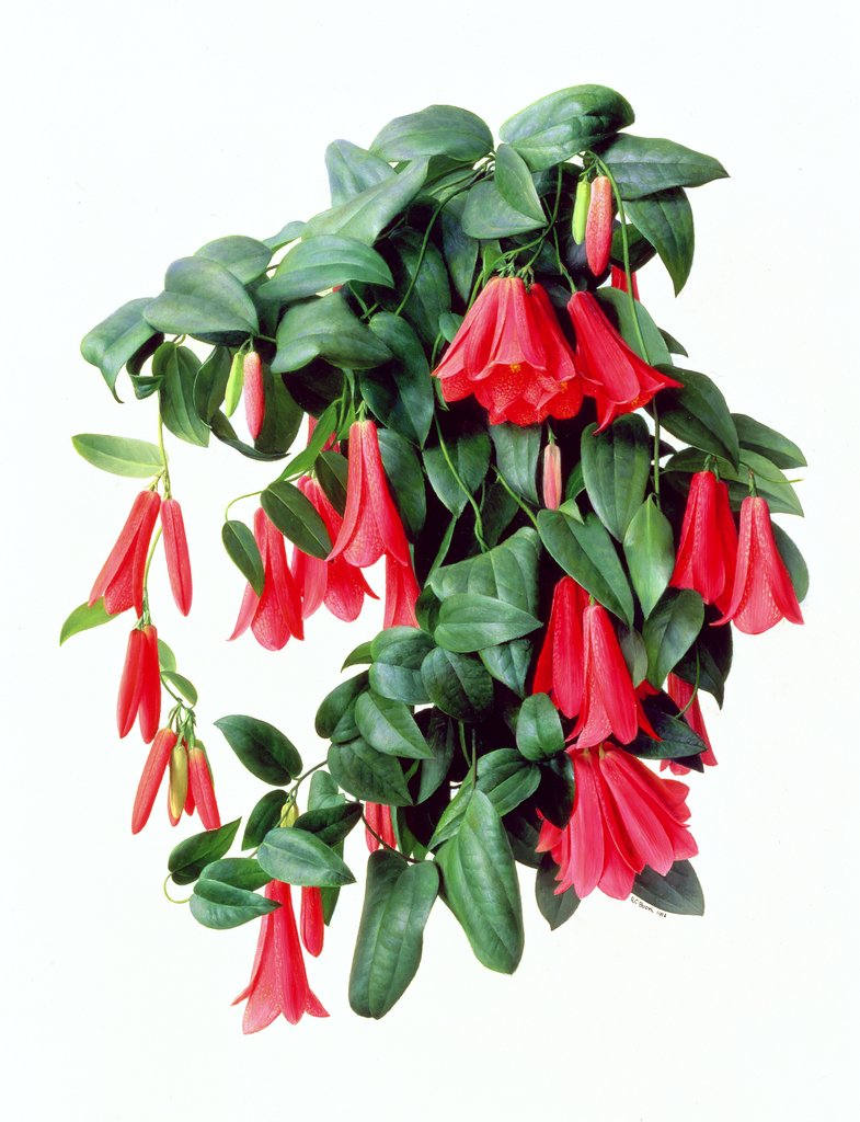 Detail of Lapegeria Rosea, 1998 by Raymond Booth