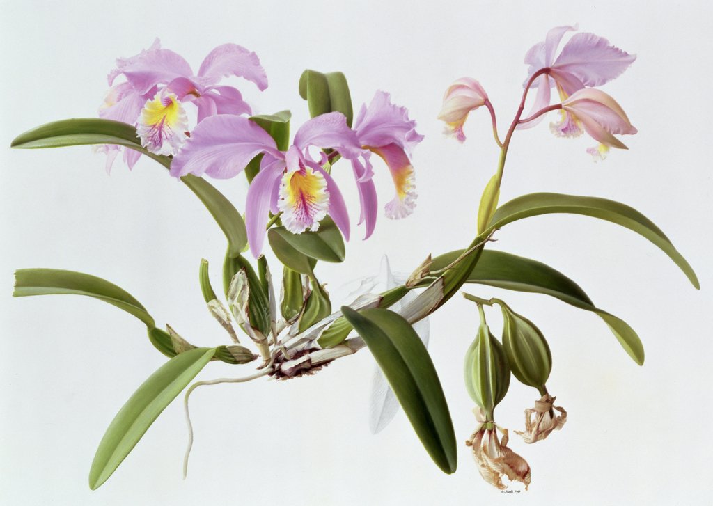 Detail of Cattleya Mossiae, 1996 by Raymond Booth