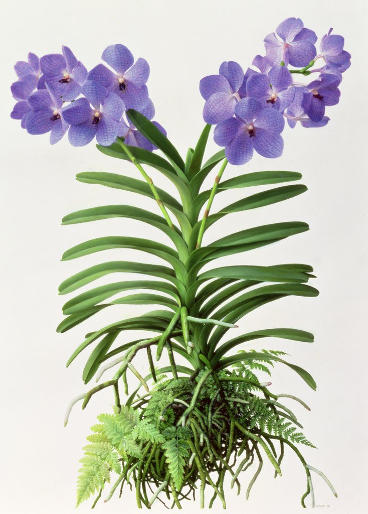 Detail of Vanda Rothschildiana, 1999 by Raymond Booth